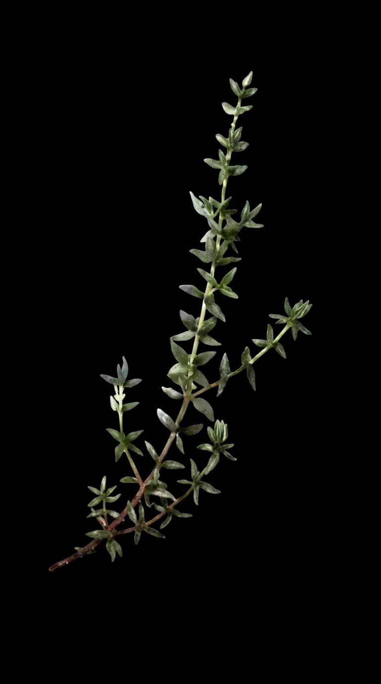 fresh thyme sprig decor