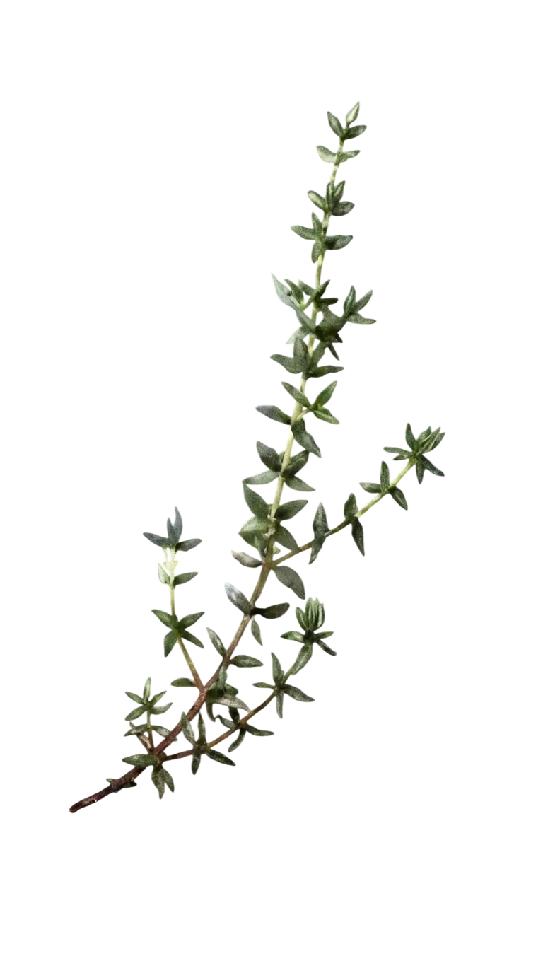 fresh thyme sprig decor